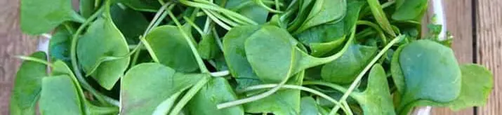 Berro: sus propiedades y 10 beneficios para la salud 3 propiedades del berro