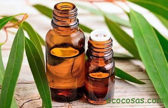 Aceite esencial de eucalipto, beneficios, usos y contraindicaciones 1 Aceite esencial de eucalipto, beneficios, usos y contraindicaciones 1
