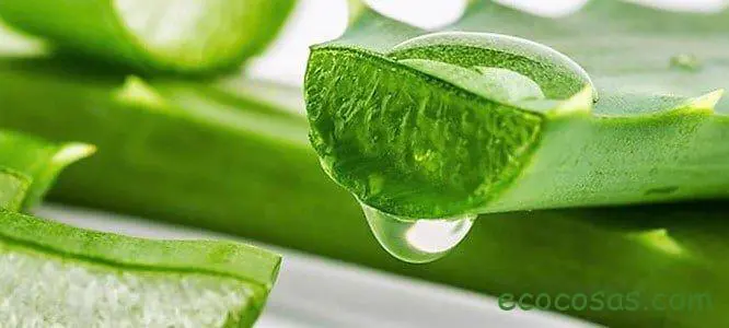 Sábila o aloe vera. Para qué sirve y sus propiedades 1 aloe vera