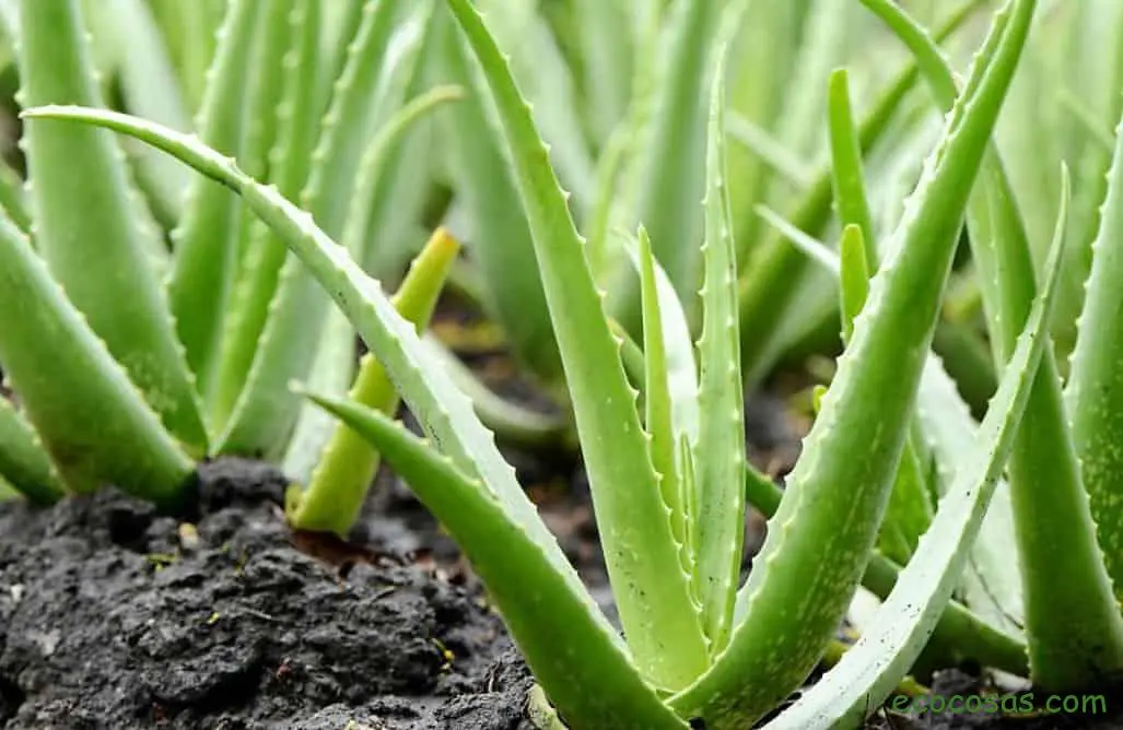 Todos los secretos para cultivar Aloe Vera en casa 1