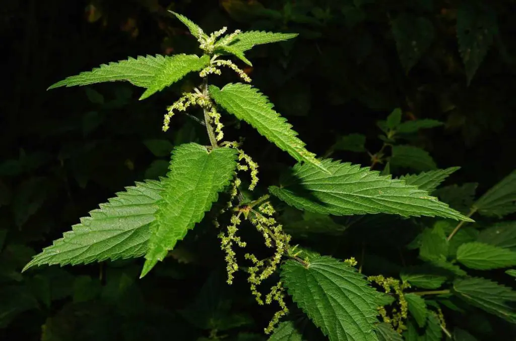 para que sirve la ortiga