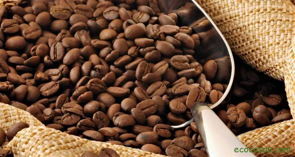 60% de las especies de Café en riesgo de extinción 1