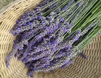 Lavanda. Propiedades, beneficios y para qué sirve esta planta 3 Lavanda. Propiedades, beneficios y para qué sirve esta planta 1