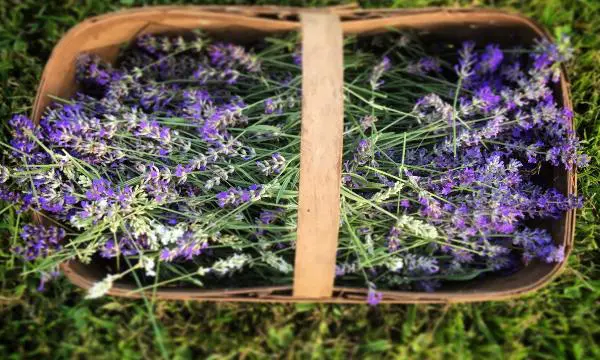 Lavanda. Propiedades, beneficios y para qué sirve esta planta 4 lavanda propiedades