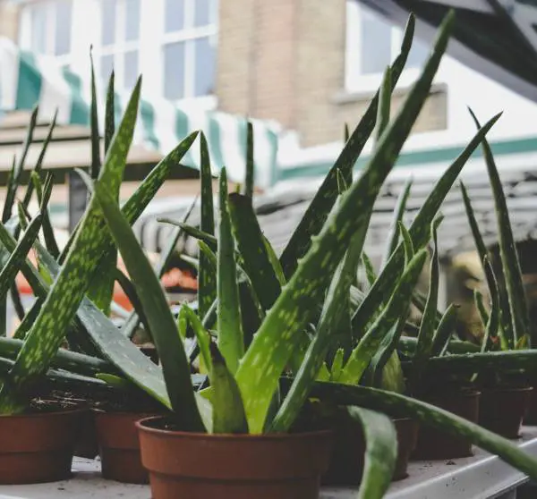 Sábila o aloe vera. Para qué sirve y sus propiedades 3 para que sirve la sabila