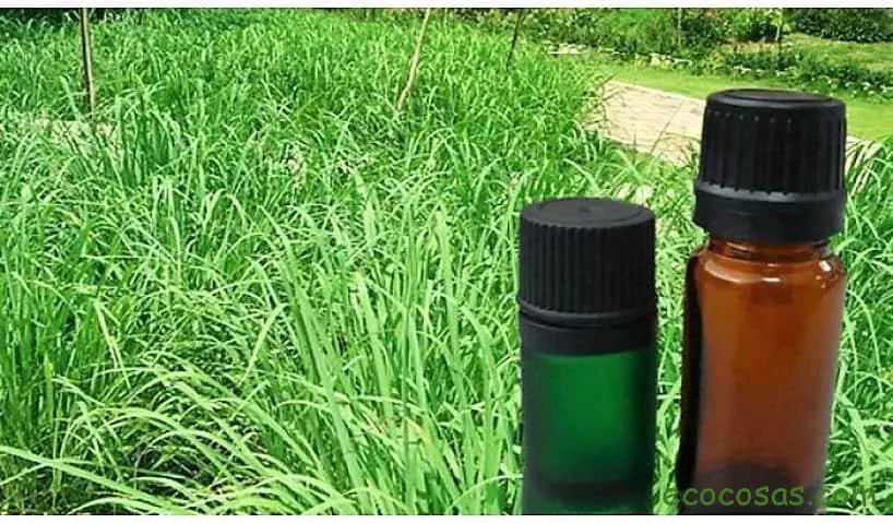 aceite de citronela