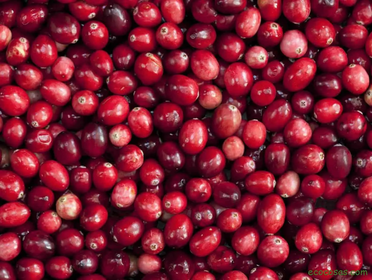 arandano rojo
