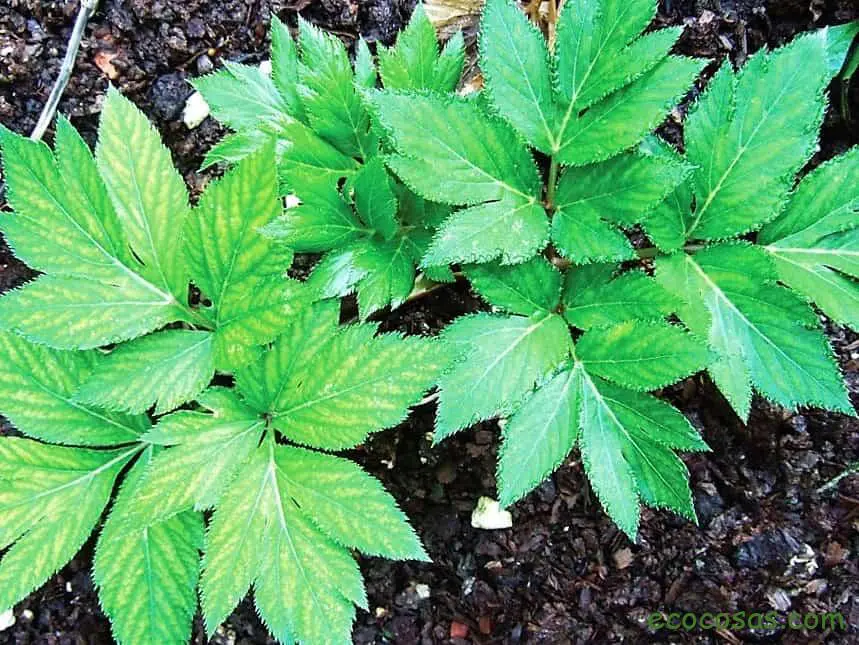 Ashitaba: la planta japonesa que frena el envejecimiento 1