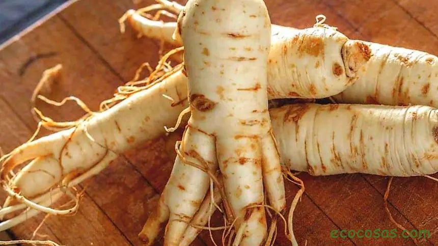 ginseng