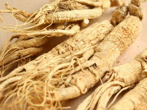 ginseng propiedades