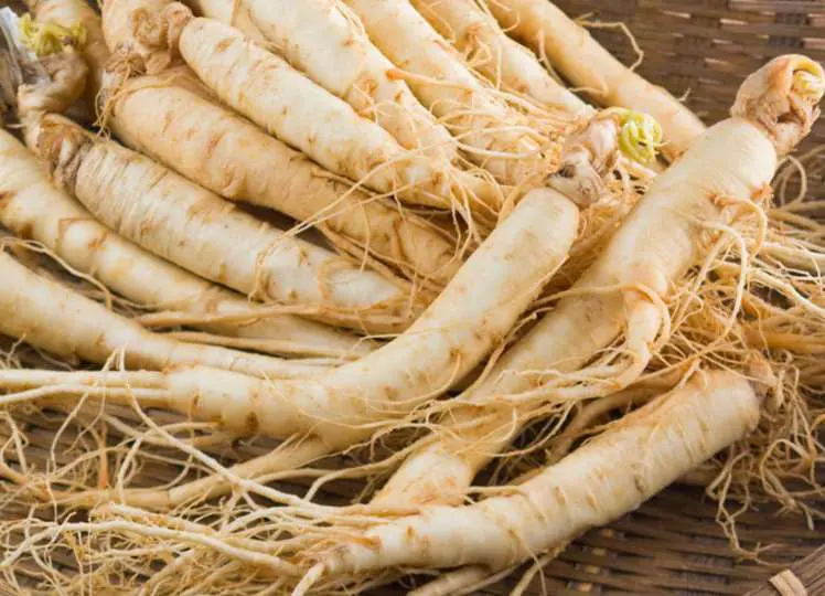 te de ginseng