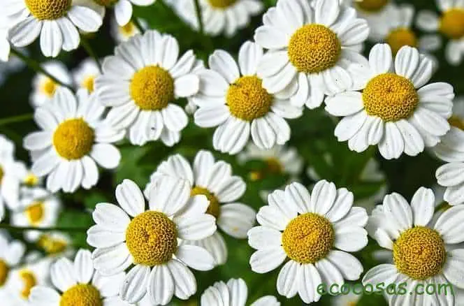 Aceite esencial de manzanilla romana