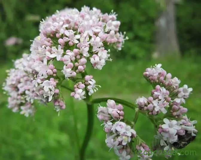 valeriana para que sirve