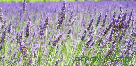 Aceite esencial de lavanda: Propiedades y Usos 1