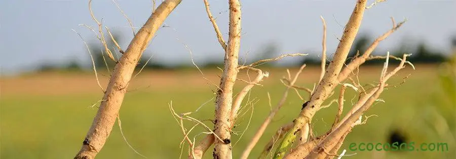 ashwagandha para que sirve