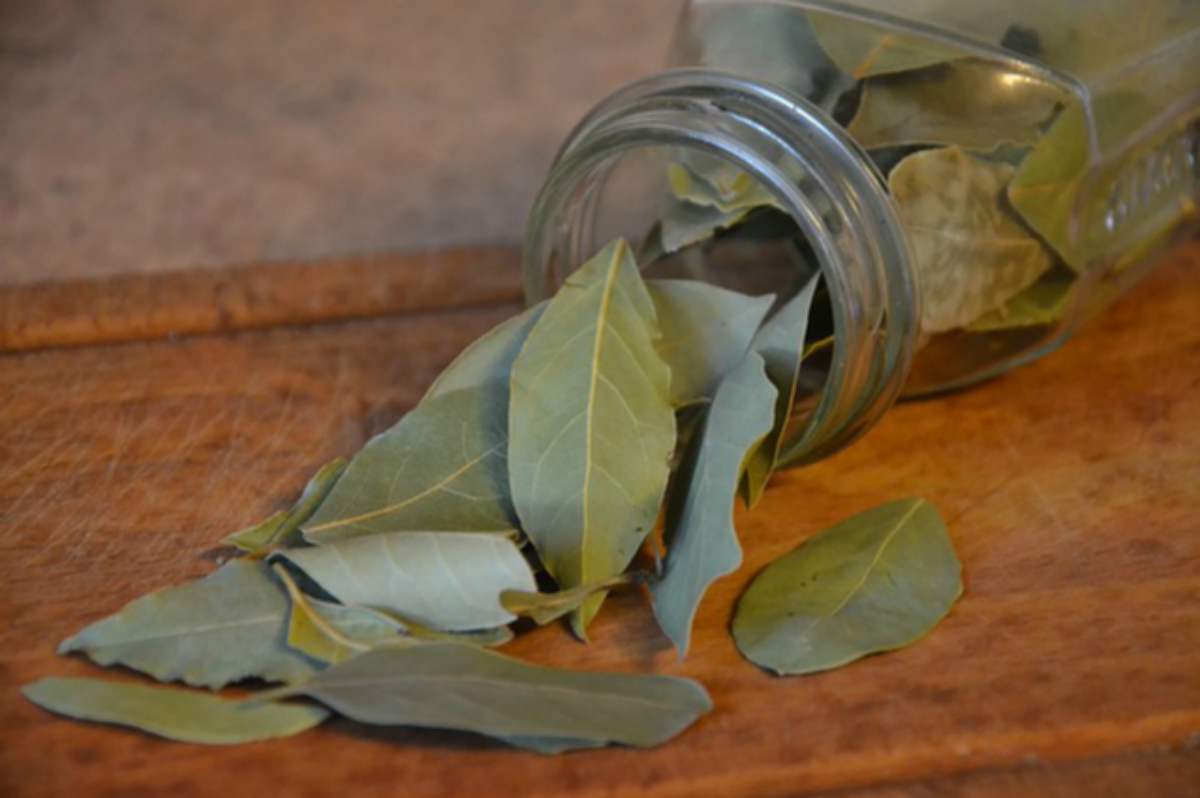 Laurel, propiedades, beneficios y contraindicaciones