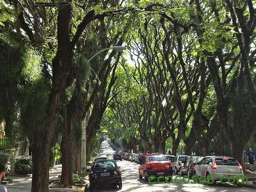 Cuantos más árboles nos rodean, menores son nuestros niveles de estrés 1
