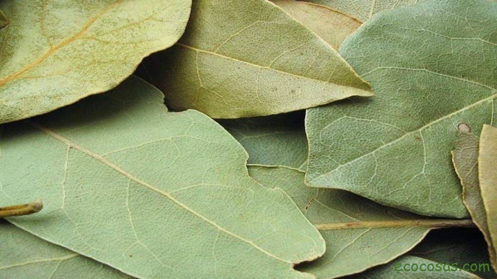 Ecología, Permacultura, Salud Natural, Plantas Medicinales, Como Cultivar, Energías renovables, Bioconstrucción y otros. 2