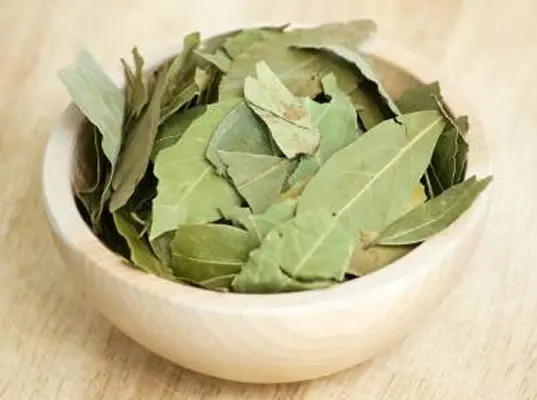 propiedades del laurel