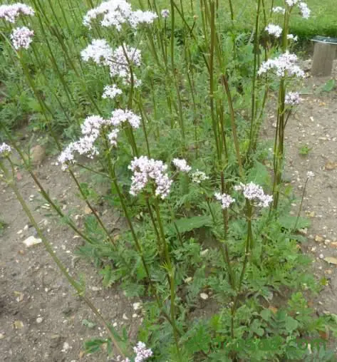 Valeriana. Qué es, para que sirve y sus contraindicaciones 3 propiedades valeriana