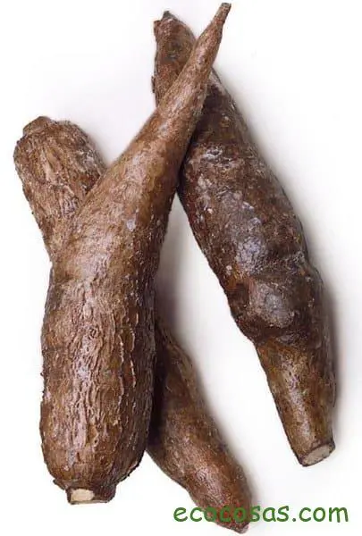 yuca