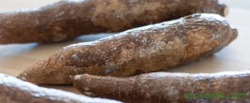 yuca propiedades