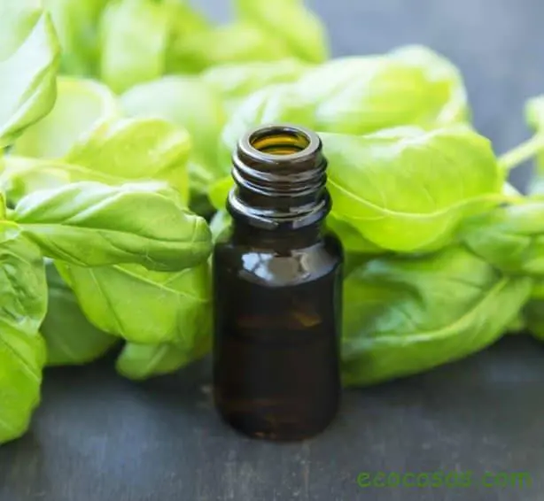 Aceite esencial de albahaca