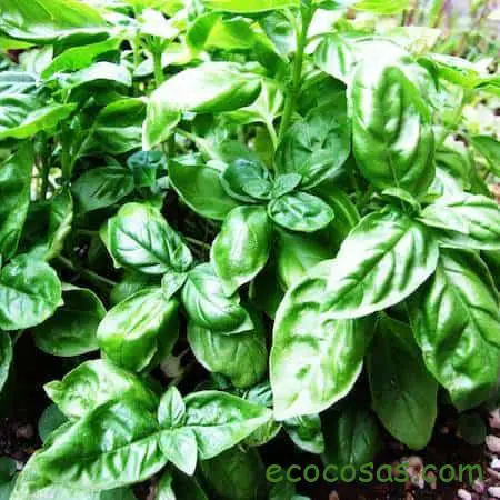 Aceite esencial de albahaca usos