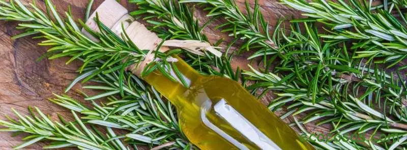 Aceite esencial de romero, sus propiedades, usos y contraindicaciones 2 Aceite esencial de romero para el pelo