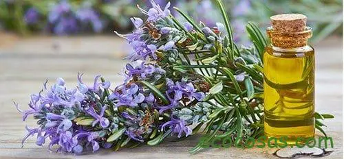 Aceite esencial de romero, sus propiedades, usos y contraindicaciones 1 Aceite esencial de romero propiedades