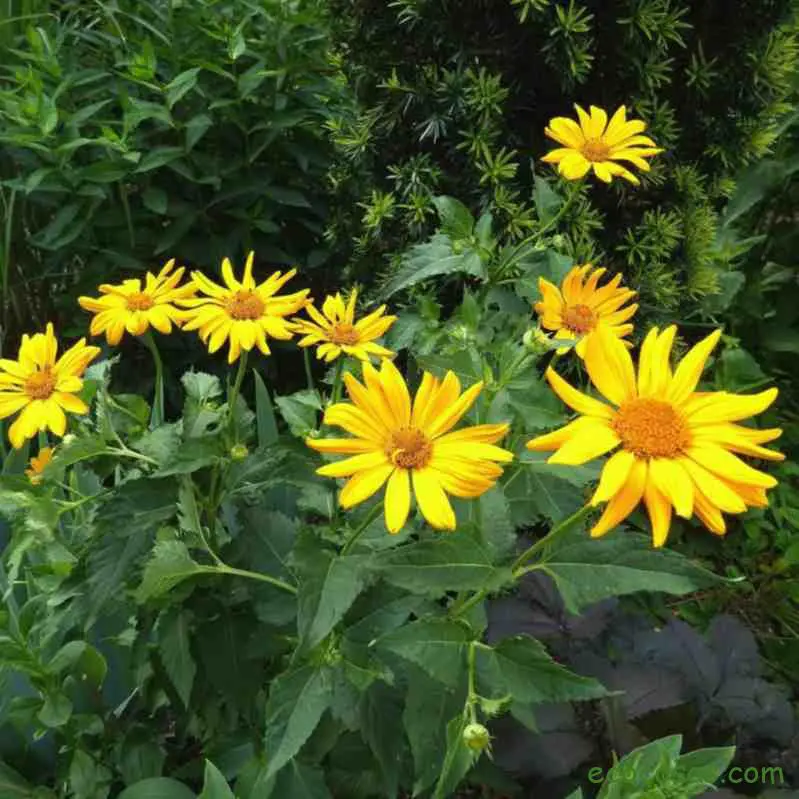 Aceite esencial de árnica, propiedades y usos 2 aceite esencial de arnica propiedades