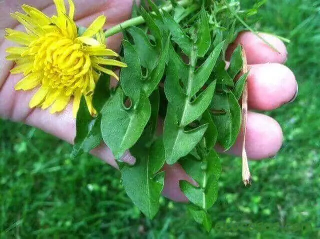 diente de leon beneficios