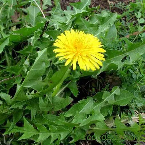 Diente de león: beneficios, propiedades y contraindicaciones 1