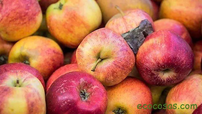 Los manzanos se están muriendo en E.E.U.U. 1