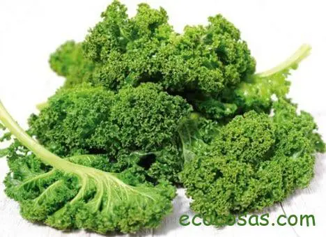 Col kale o col rizada, propiedades y cultivo 3 col kale