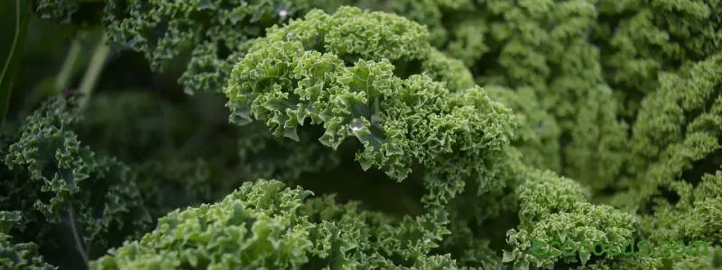 Col kale o col rizada, propiedades y cultivo 2 col kale propiedades