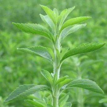 stevia-que-es.webp