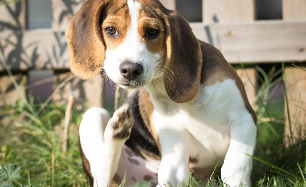 Eliminar las pulgas de perros y gatos naturalmente y de forma ecológica 1