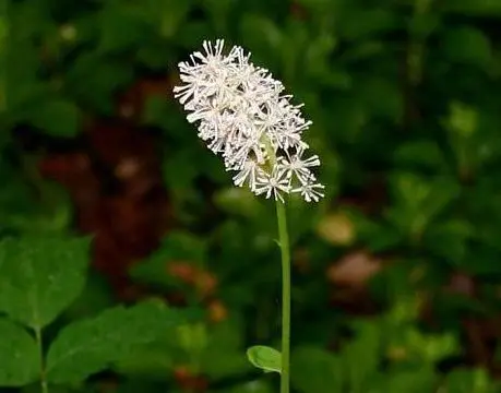cimicifuga propiedades