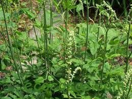 cimicifuga racemosa engorda