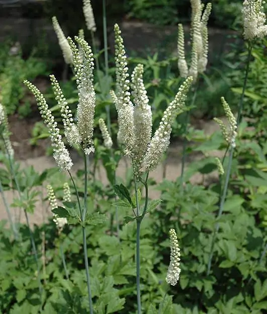 cimicifuga racemosa engorda