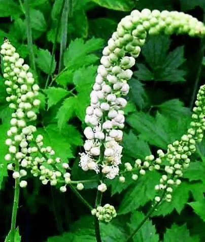 cimicifuga