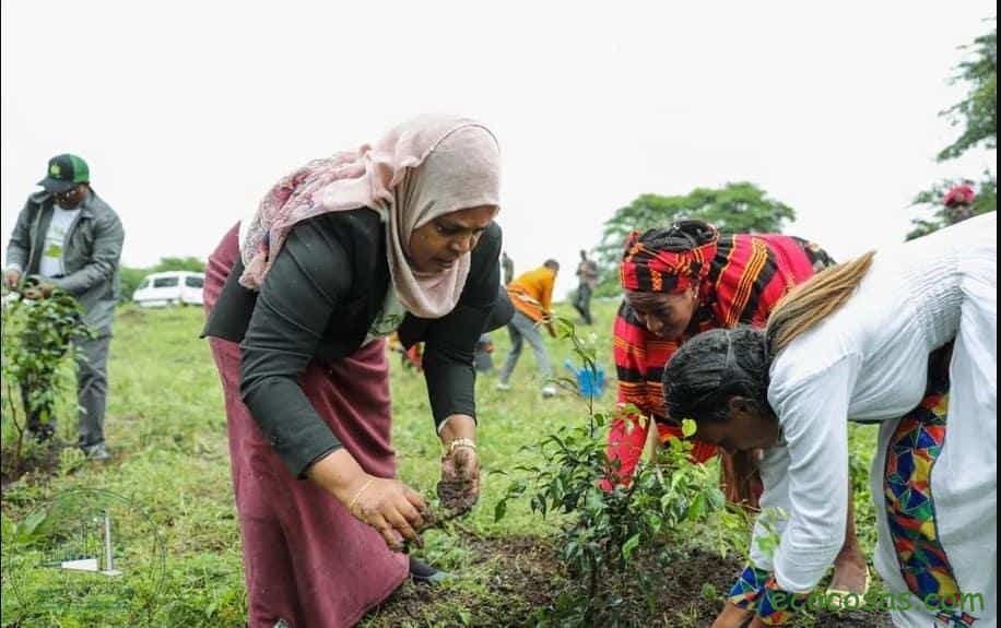 Etiopía: plantan 350 millones de árboles en 12 horas 2