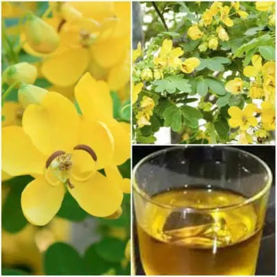 hojas de sen como se prepara