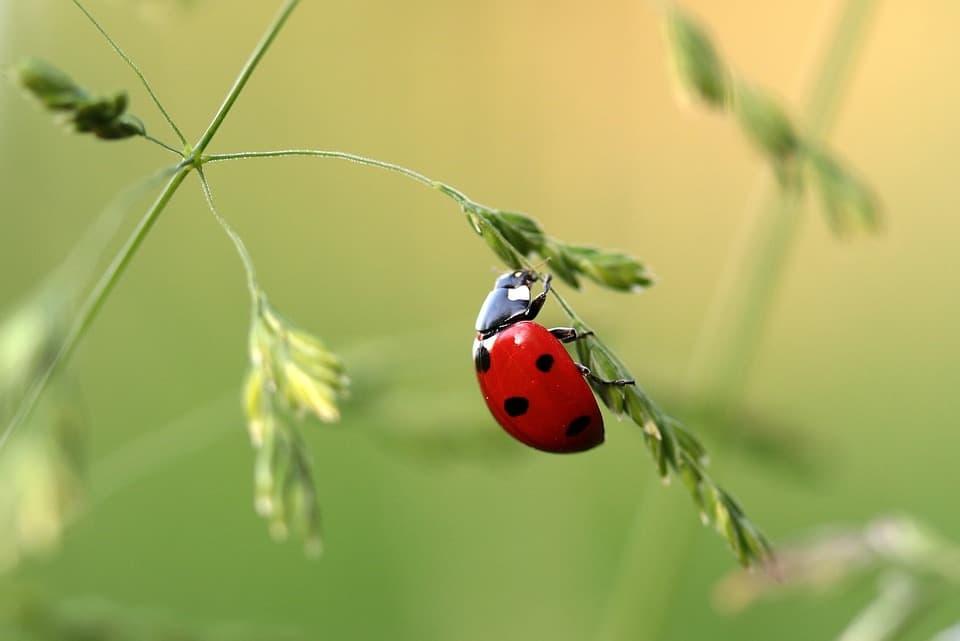 Alemania asigna 100 millones de euros para proteger a los insectos 1