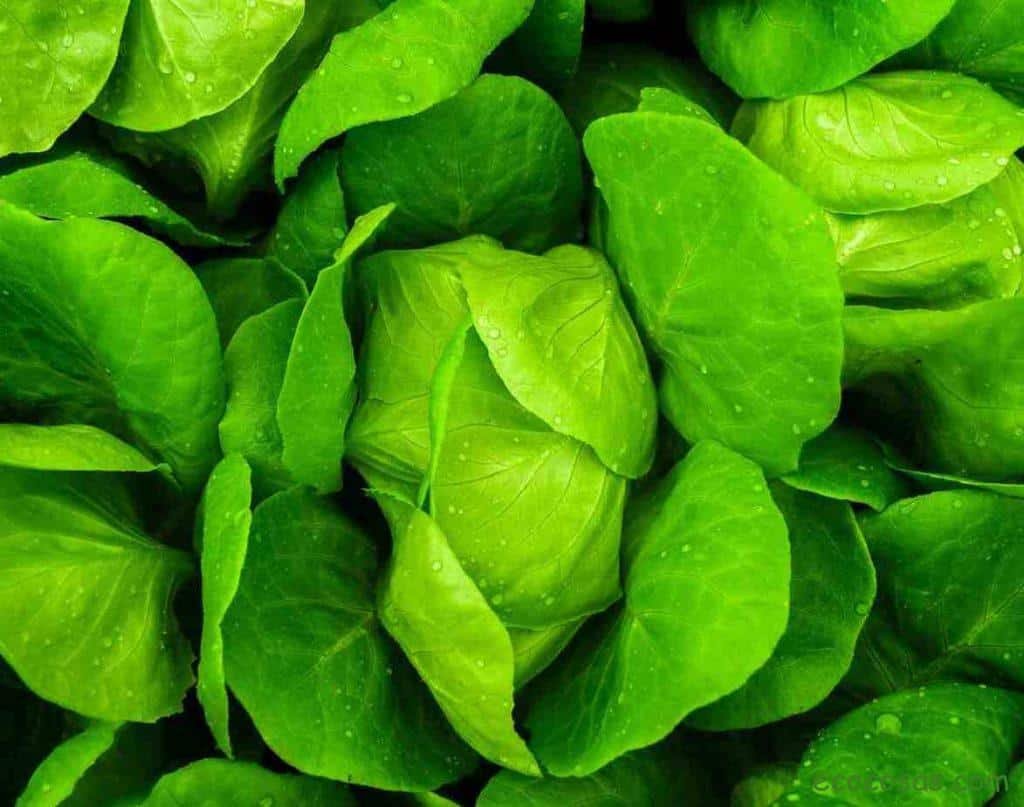 lechuga