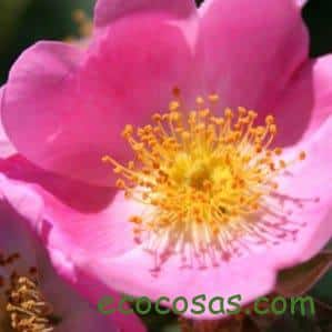 rosa mosqueta cicatrices