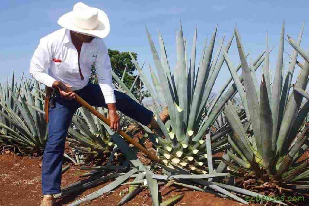 sirope de agave