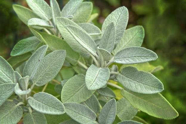 salvias para que sirve