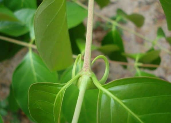 Una De Gato Una Planta Con Muchas Propiedades Y Beneficios